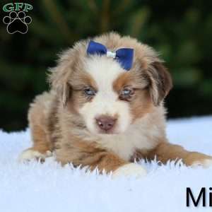 Milo, Miniature Australian Shepherd Puppy