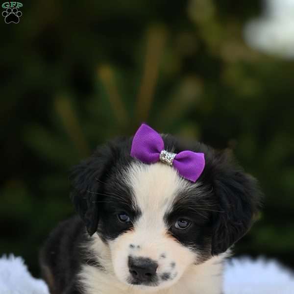 Mindy, Miniature Australian Shepherd Puppy