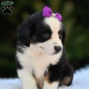 Mindy, Miniature Australian Shepherd Puppy