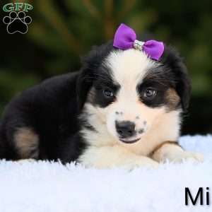 Mindy, Miniature Australian Shepherd Puppy