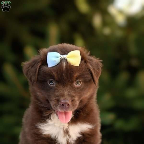 Murphy, Miniature Australian Shepherd Puppy