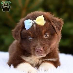 Murphy, Miniature Australian Shepherd Puppy