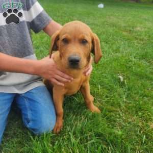 Buster, Fox Red Labrador Retriever Puppy