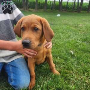 Buster, Fox Red Labrador Retriever Puppy