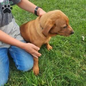 Buster, Fox Red Labrador Retriever Puppy