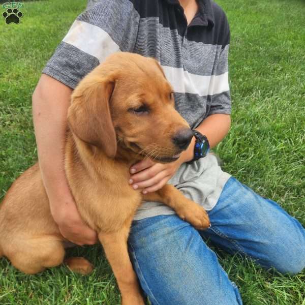Buddy, Fox Red Labrador Retriever Puppy