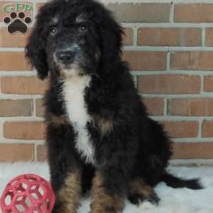 Asher, Bernedoodle Puppy