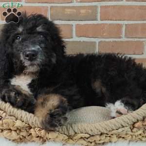 Asher, Bernedoodle Puppy