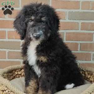Asher, Bernedoodle Puppy