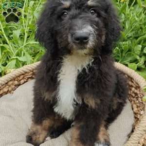 Asher, Bernedoodle Puppy