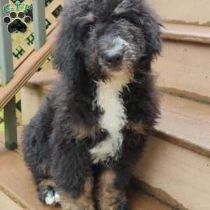 Asher, Bernedoodle Puppy