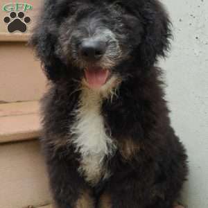 Asher, Bernedoodle Puppy