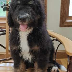 Asher, Bernedoodle Puppy