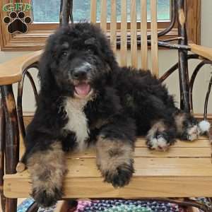 Asher, Bernedoodle Puppy