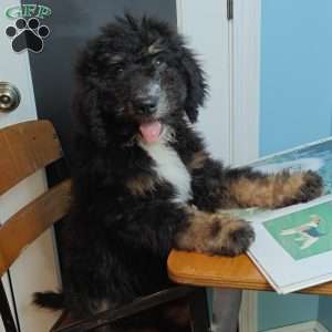 Asher, Bernedoodle Puppy