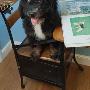 Asher, Bernedoodle Puppy