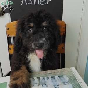 Asher, Bernedoodle Puppy