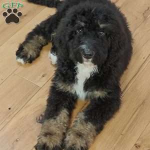 Bentley, Bernedoodle Puppy