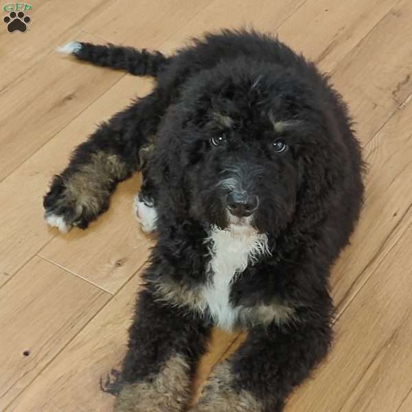 Bentley, Bernedoodle Puppy