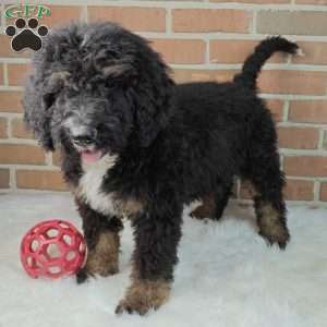 Bentley, Bernedoodle Puppy