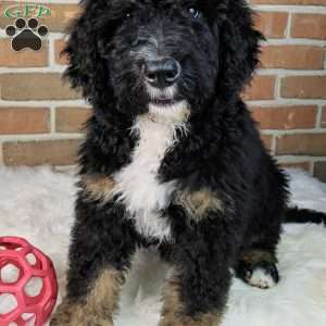 Bentley, Bernedoodle Puppy