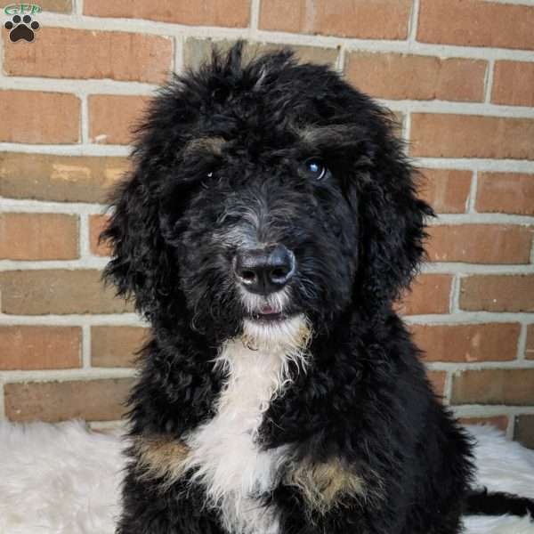 Bentley, Bernedoodle Puppy
