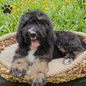 Bentley, Bernedoodle Puppy