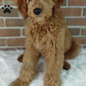 Rusty, Goldendoodle Puppy