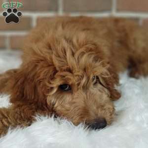 Rusty, Goldendoodle Puppy