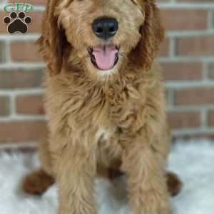 Rusty, Goldendoodle Puppy