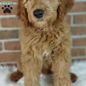 Rusty, Goldendoodle Puppy