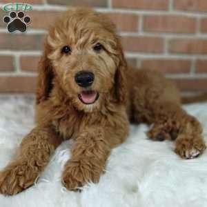 Rusty, Goldendoodle Puppy