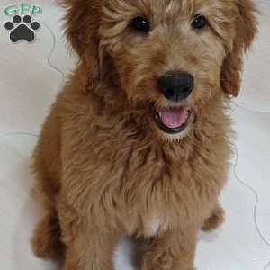 Rusty, Goldendoodle Puppy