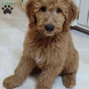 Rusty, Goldendoodle Puppy