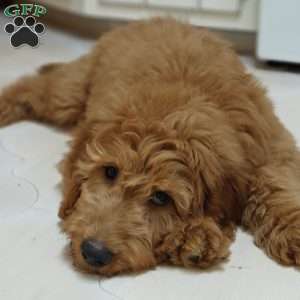 Rusty, Goldendoodle Puppy