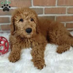 Rusty, Goldendoodle Puppy