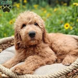 Rusty, Goldendoodle Puppy
