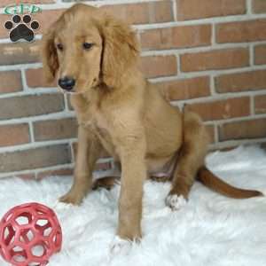 Spring, Goldendoodle Puppy