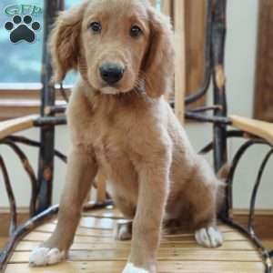 Spring, Goldendoodle Puppy