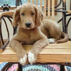 Spring, Goldendoodle Puppy