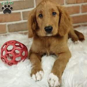 Spring, Goldendoodle Puppy