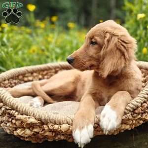 Spring, Goldendoodle Puppy
