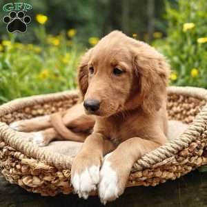 Spring, Goldendoodle Puppy