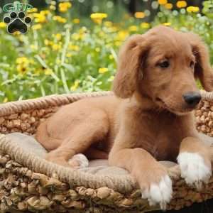 Spring, Goldendoodle Puppy