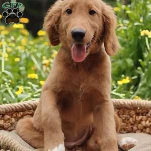 Spring, Goldendoodle Puppy