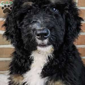 Bentley, Bernedoodle Puppy