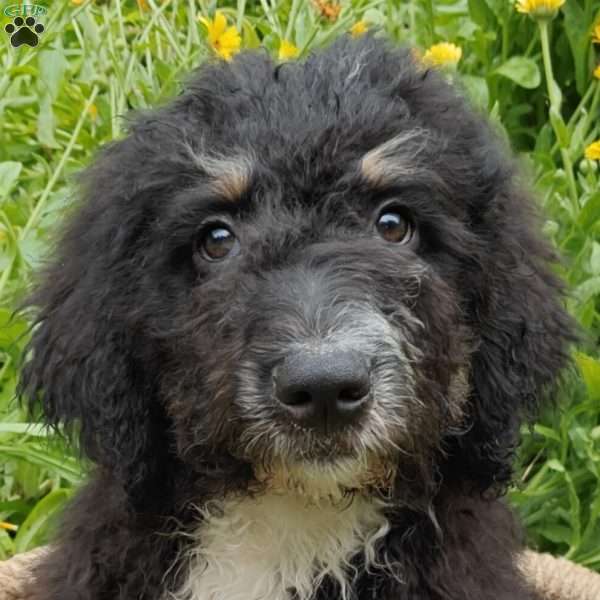 Asher, Bernedoodle Puppy