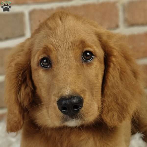 Spring, Goldendoodle Puppy