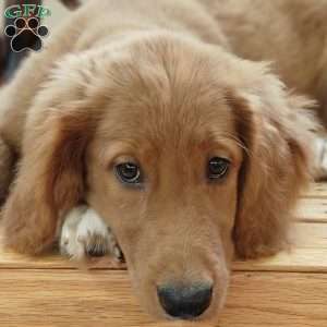 Spring, Goldendoodle Puppy