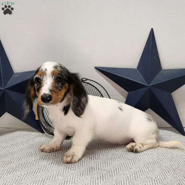 Sweetie, Dachshund Puppy